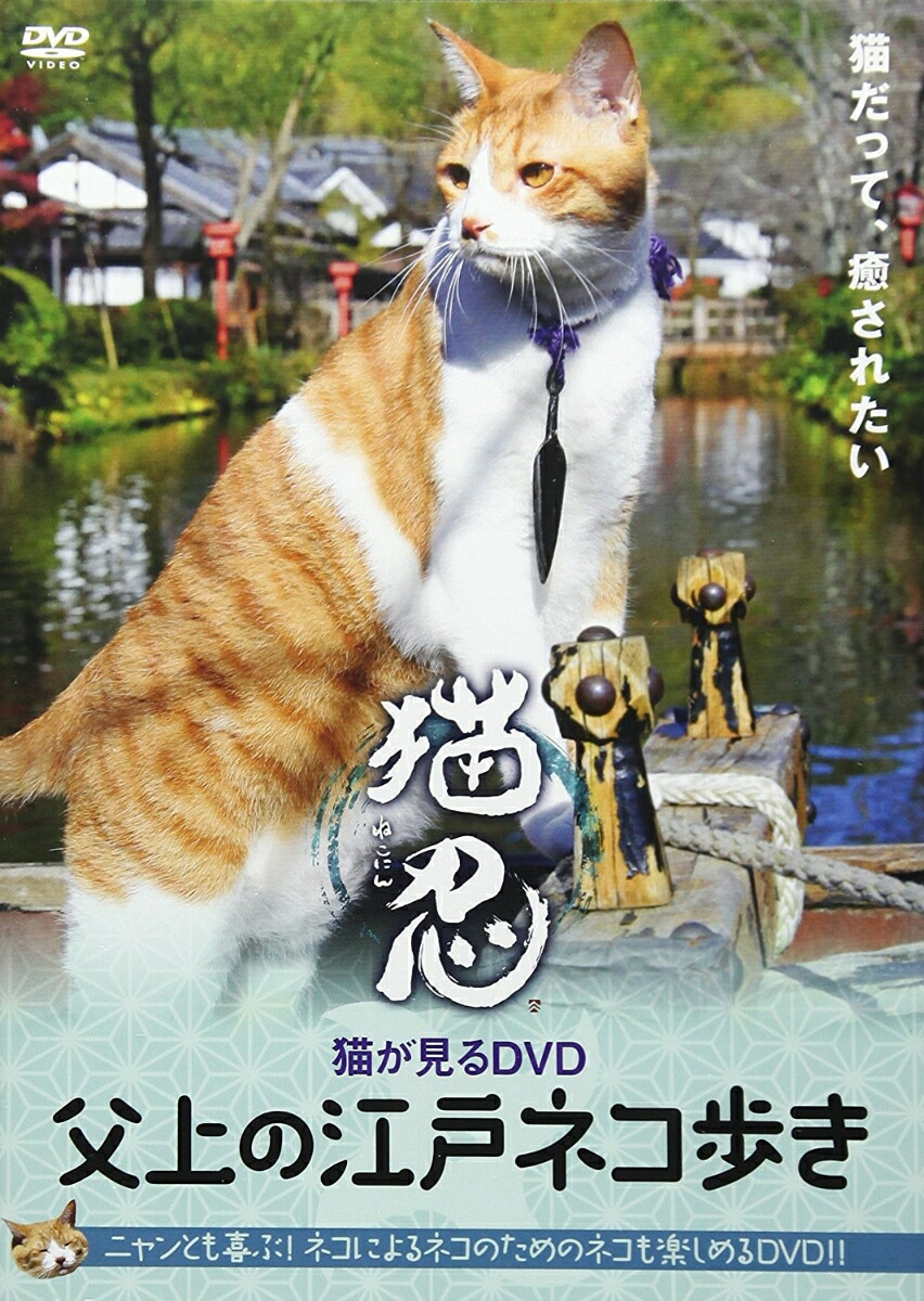 楽天ブックス 猫忍 猫がみるdvd 父上の江戸ネコ歩き 趣味 教養 Dvd