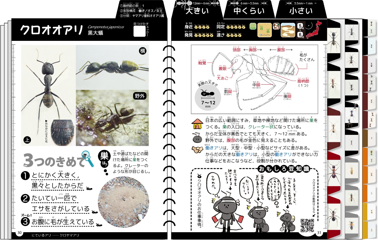 楽天ブックス 身近なアリけんさくブック 大きさ 色 3つのきめてで調べる 吉澤 樹理 本