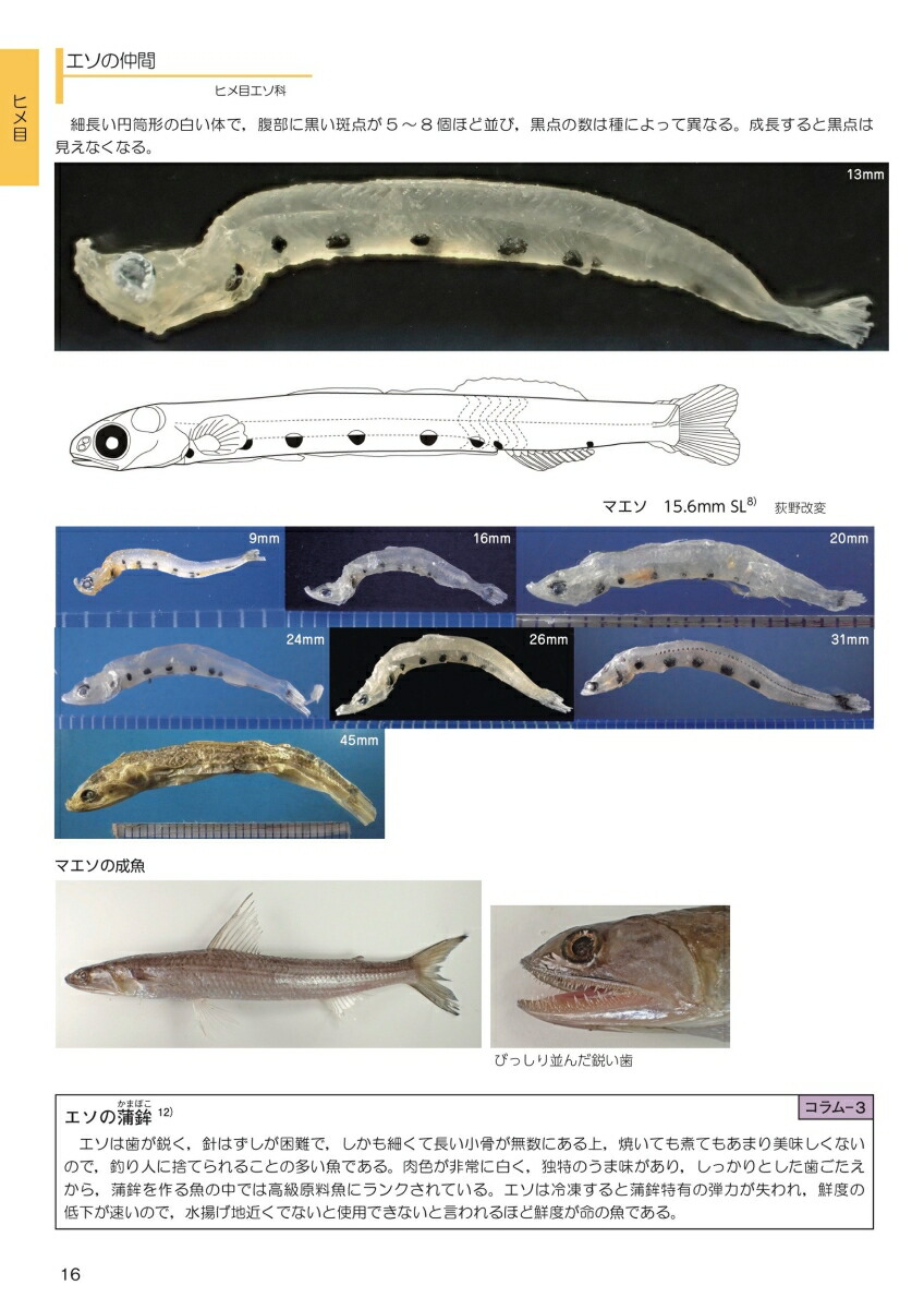 楽天ブックス 海のミクロ生物図鑑 チリメンモンスターの中に広がる世界 西田 百代 本