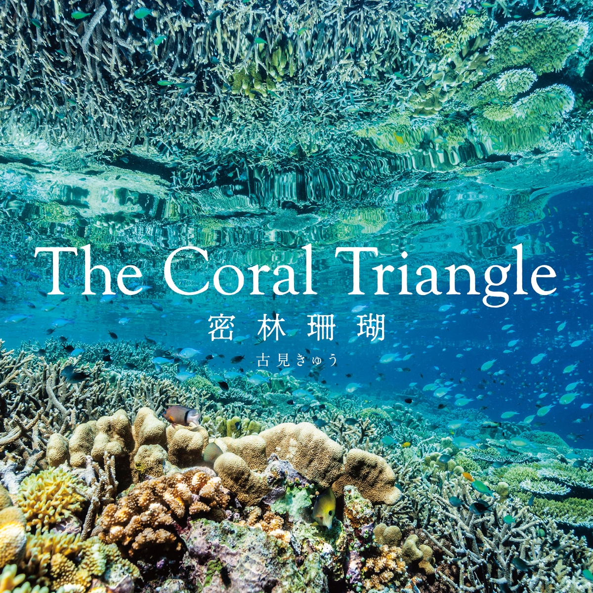 The Coral Triangle ～密林珊瑚～画像