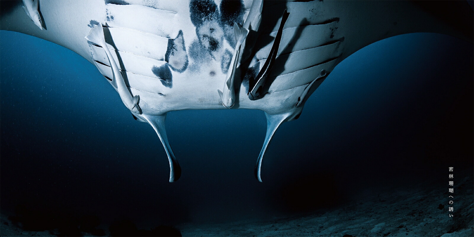 TheCoralTriangle���̩�ӻ��ꏢ�[�Ÿ����夦]