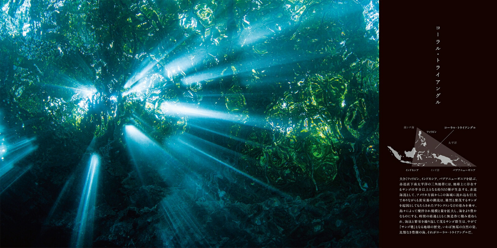 TheCoralTriangle���̩�ӻ��ꏢ�[�Ÿ����夦]