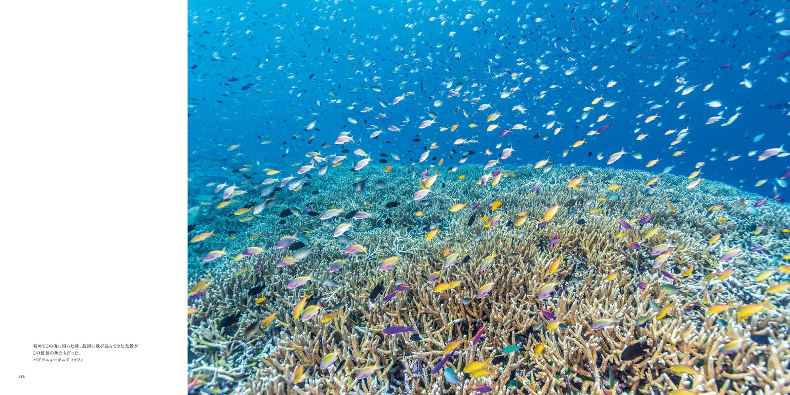 TheCoralTriangle���̩�ӻ��ꏢ�[�Ÿ����夦]