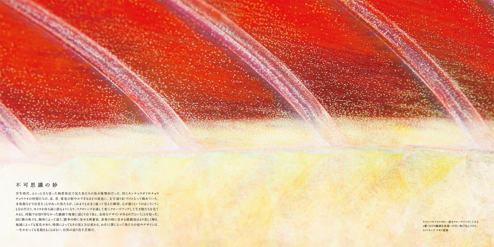 TheCoralTriangle���̩�ӻ��ꏢ�[�Ÿ����夦]