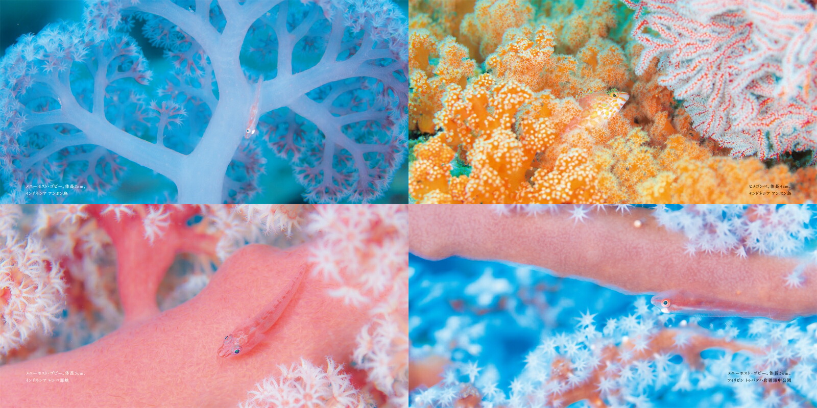 TheCoralTriangle���̩�ӻ��ꏢ�[�Ÿ����夦]