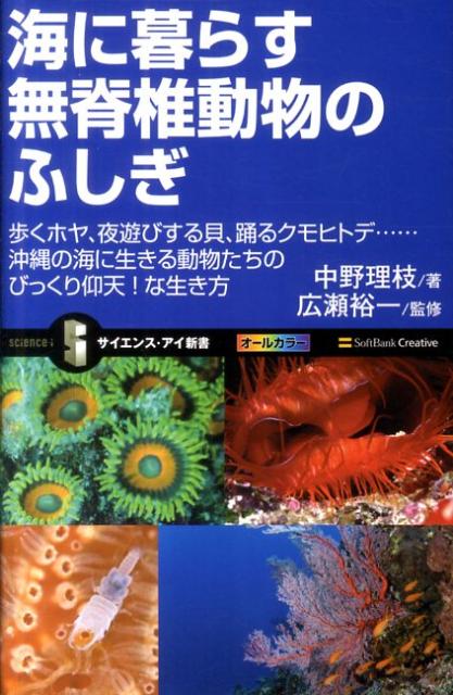 楽天ブックス 海に暮らす無脊椎動物のふしぎ 歩くホヤ 夜遊びする貝 踊るクモヒトデ 沖縄の海に 中野理枝 本