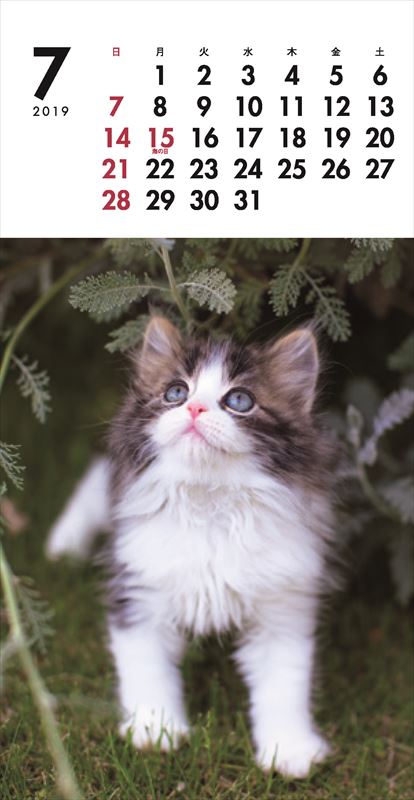 こねこミニカレンダー（2019）（［カレンダー］）