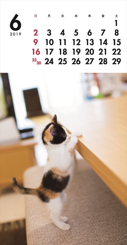 こねこミニカレンダー（2019）（［カレンダー］）