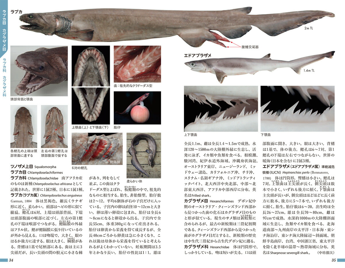 楽天ブックス 小学館の図鑑z 日本魚類館 精緻な写真と詳しい解説 中坊 徹次 本