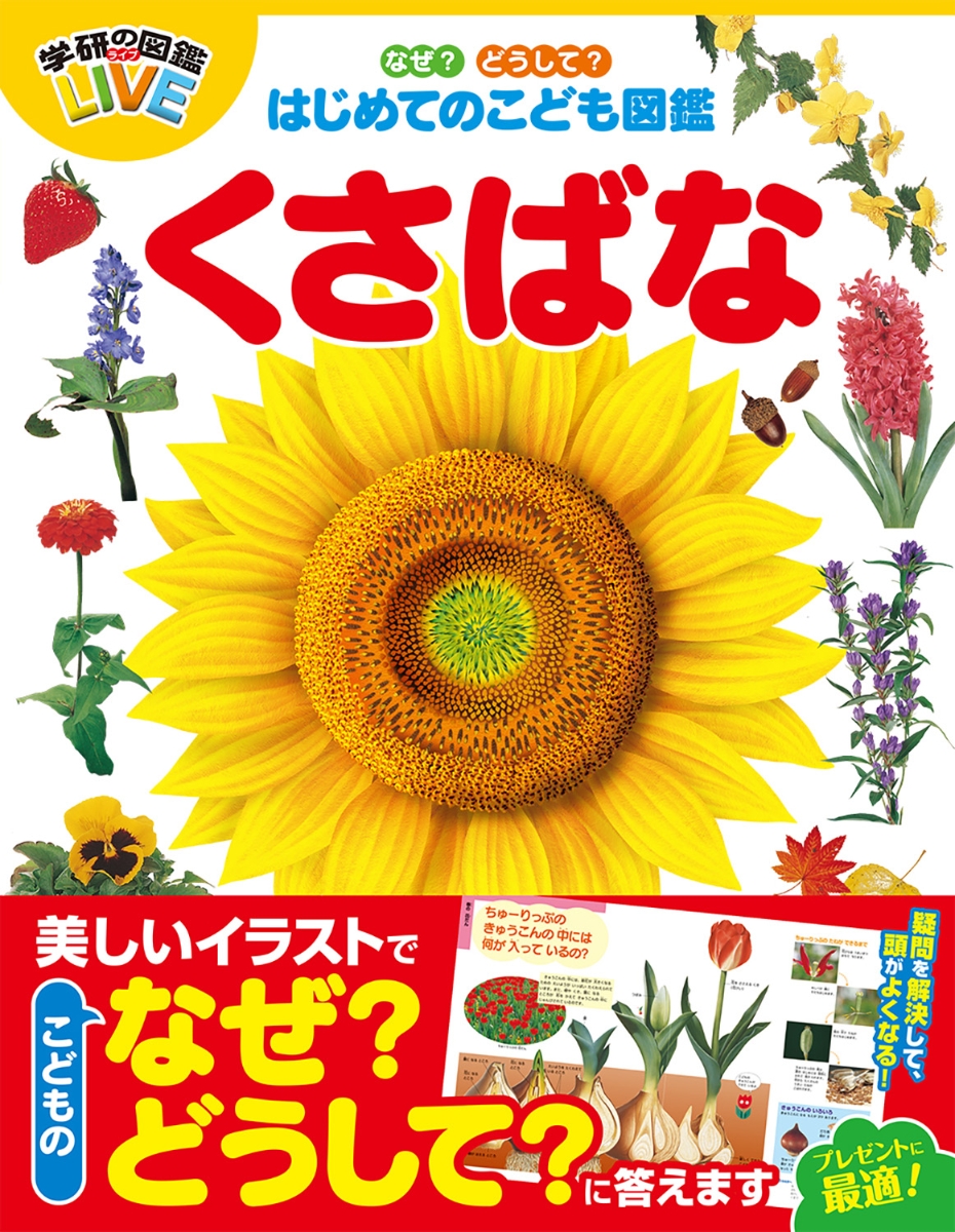 楽天ブックス なぜ どうして はじめてのこども図鑑 くさばな 北澤哲弥 本