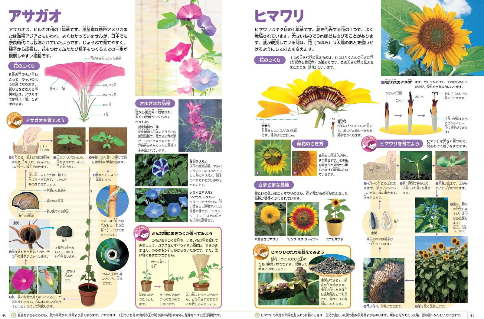 ベスト花の図鑑 おすすめ 最高の花の画像