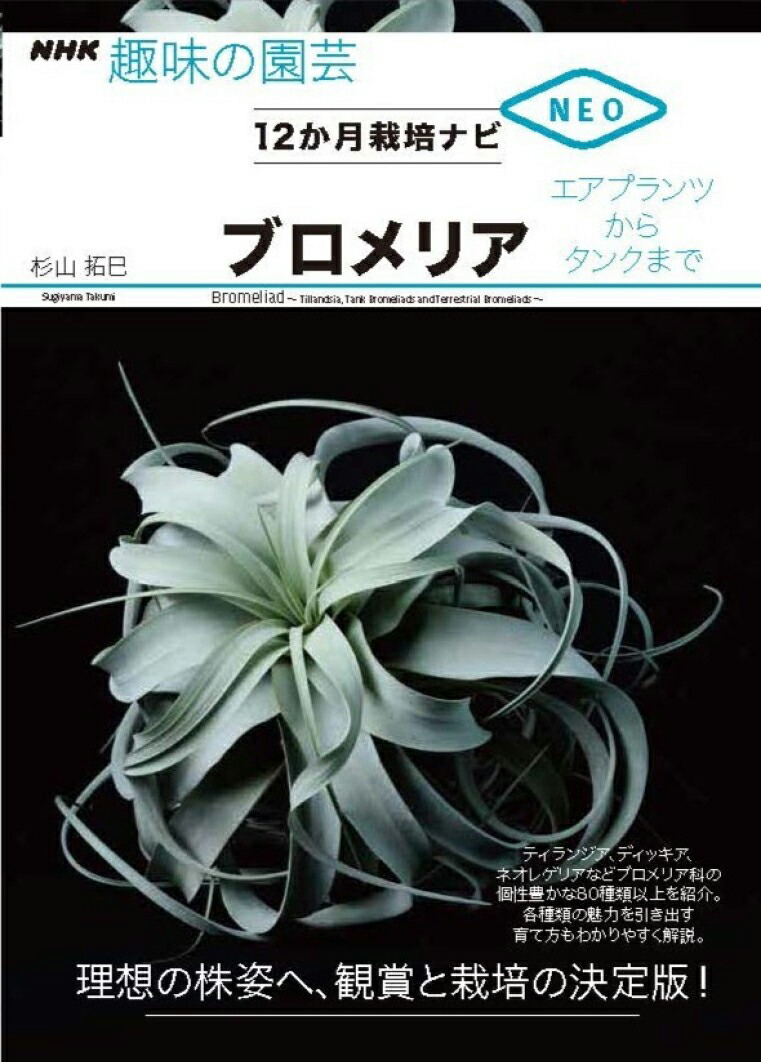 ブロメリア画像