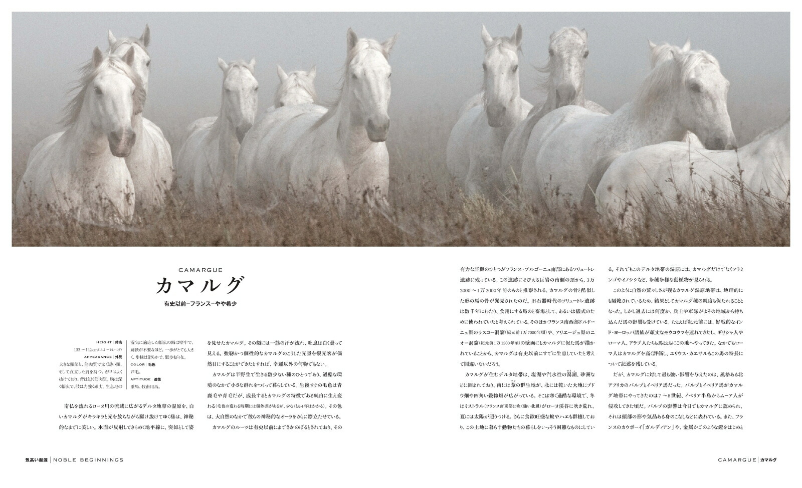 世界には何種類の馬がいますか?