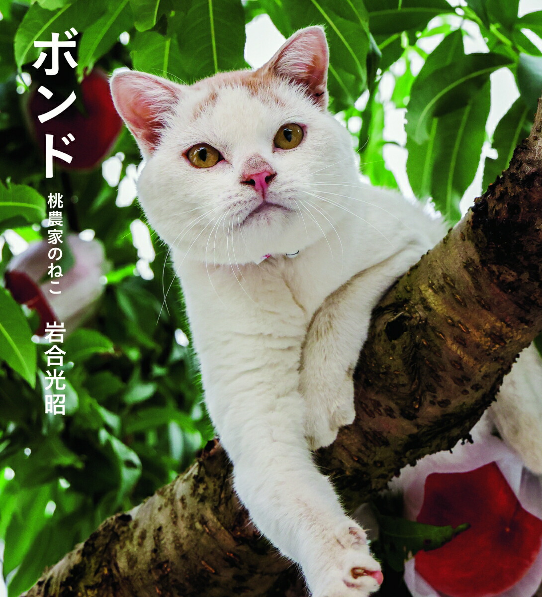 ボンド桃農家のねこ[岩合光昭]