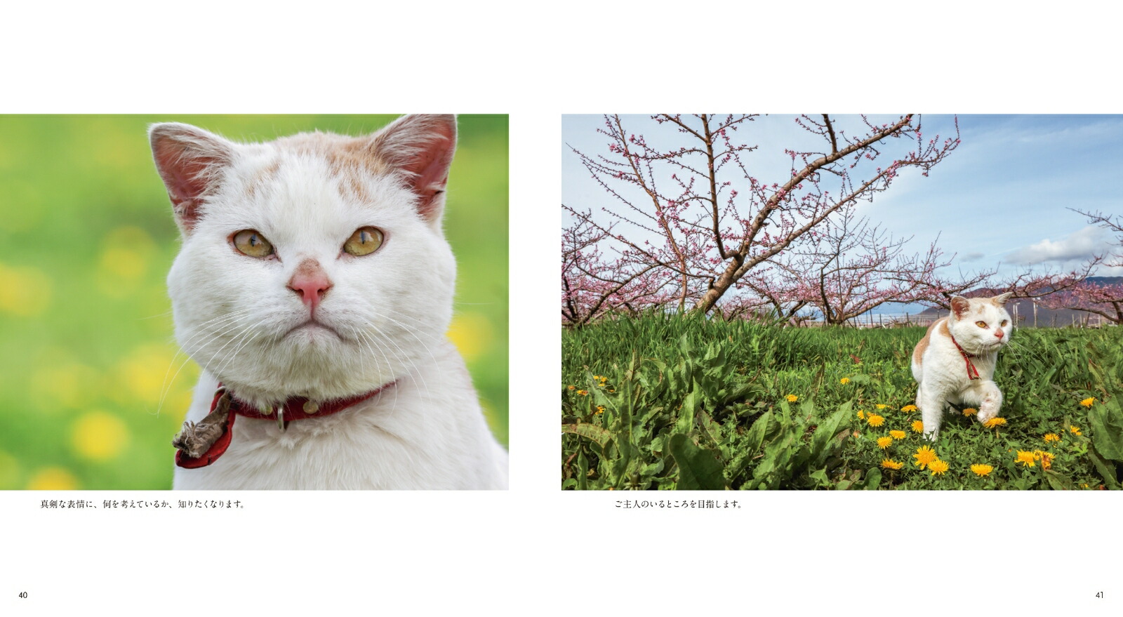 ボンド桃農家のねこ[岩合光昭]