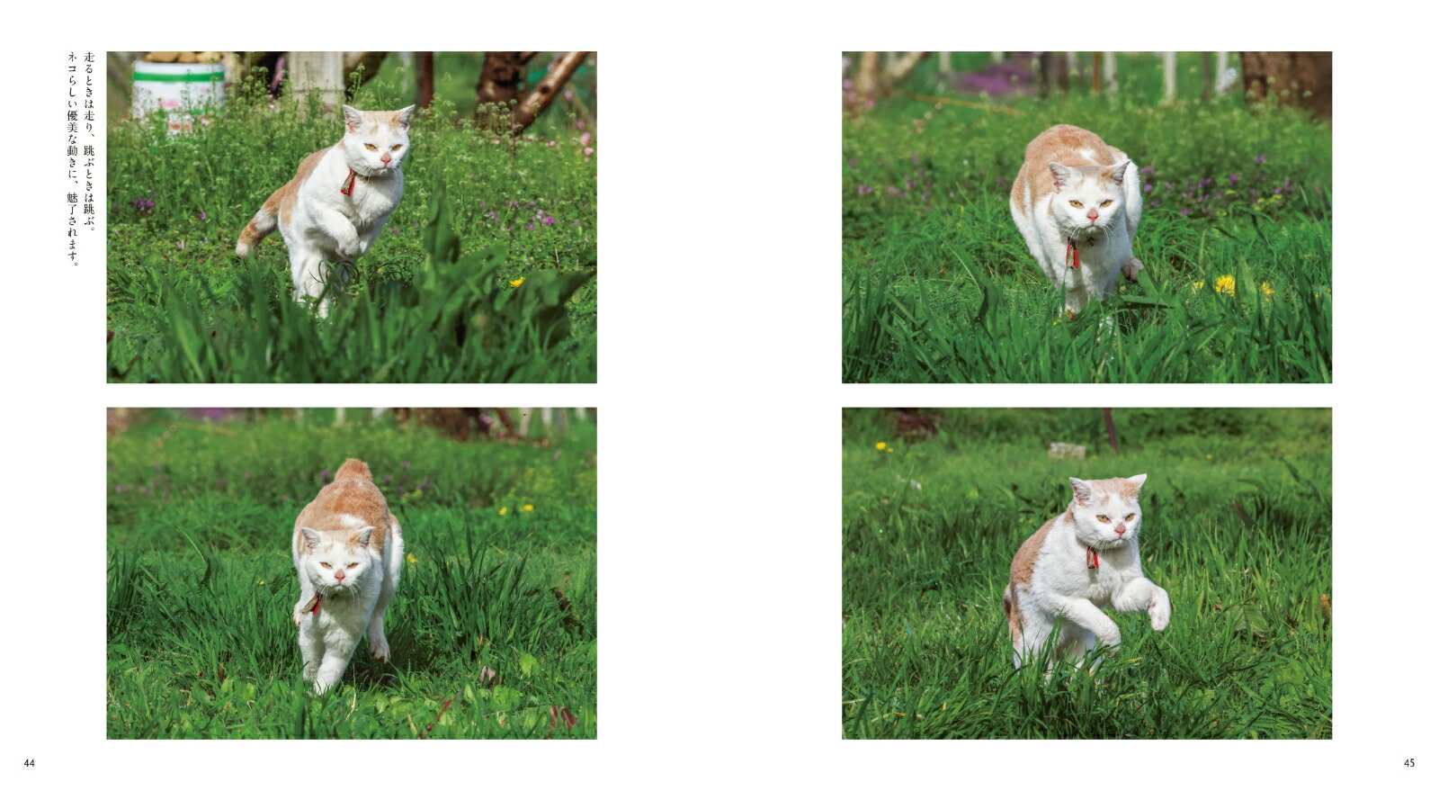 ボンド桃農家のねこ[岩合光昭]
