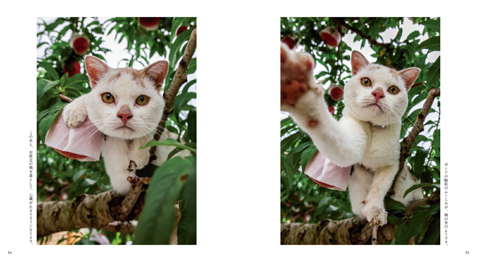 ボンド桃農家のねこ[岩合光昭]
