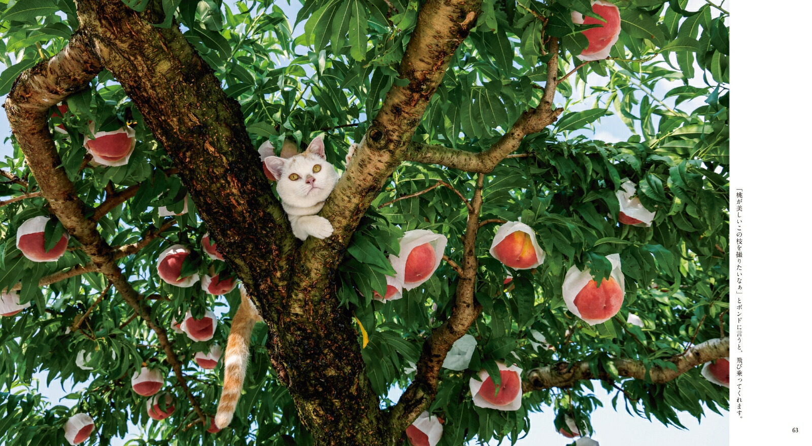 ボンド桃農家のねこ[岩合光昭]