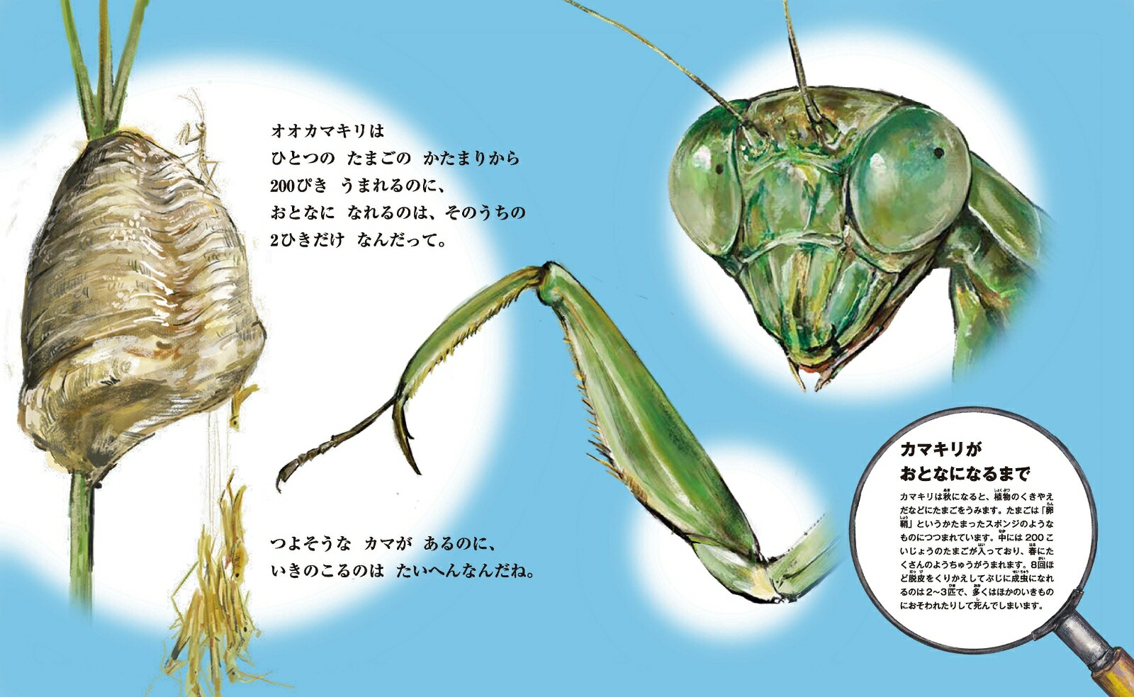 楽天ブックス 特典 すごい虫ずかん くさむらの むこうには ぬりえ ダウンロード特典 じゅえき太郎 本