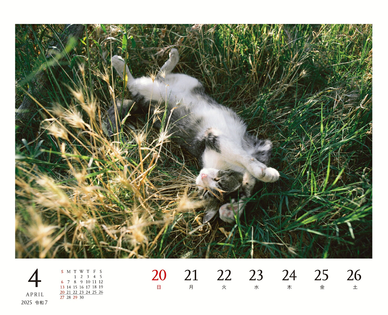 2025岩合光昭ねこ卓上週めくりカレンダー[岩合光昭]