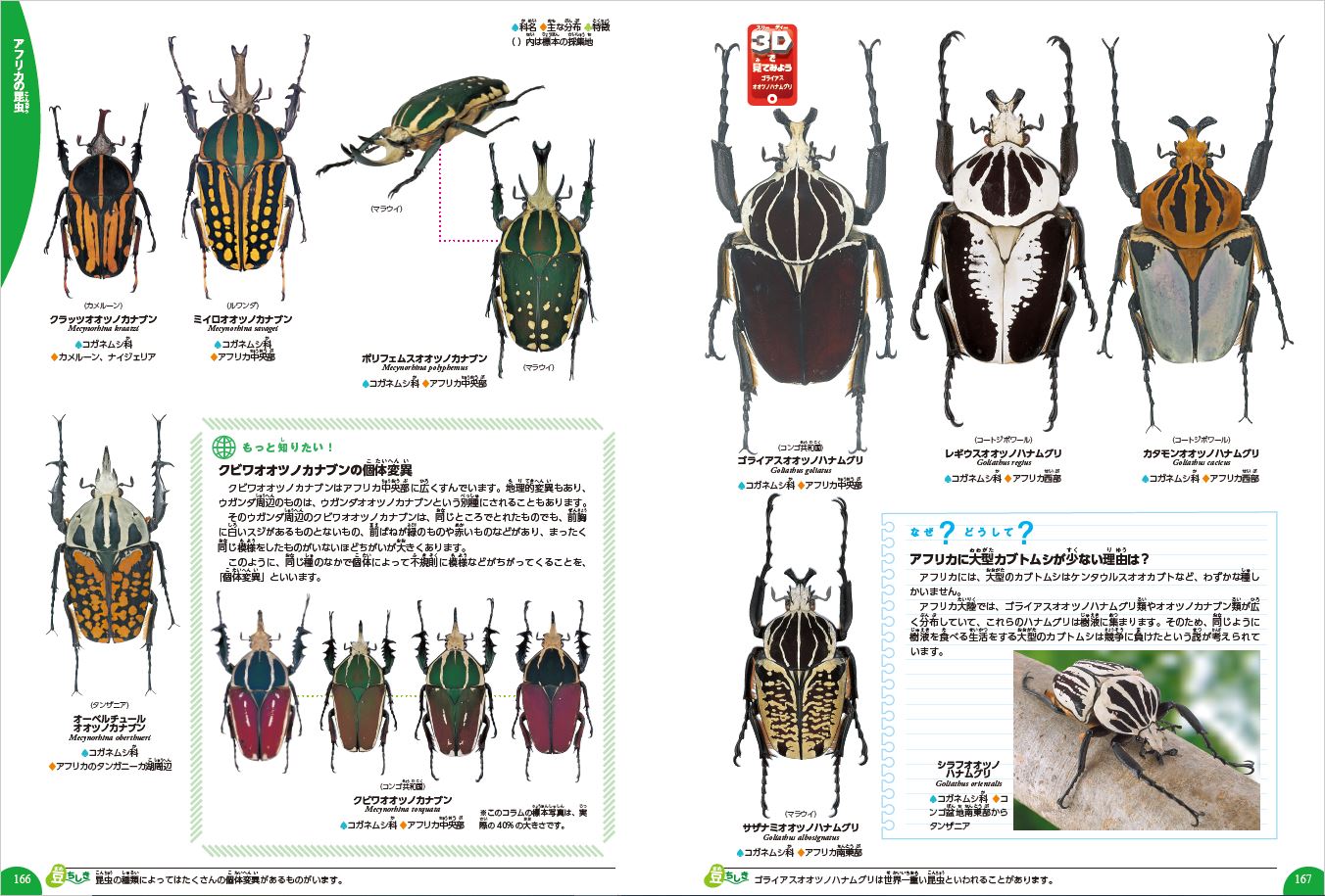 楽天ブックス 世界の昆虫 岡島秀治 本