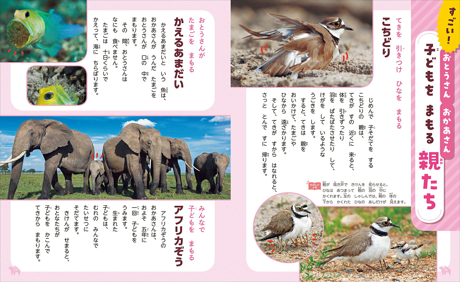 楽天ブックス 3 生きものの 赤ちゃん 今泉忠明 本