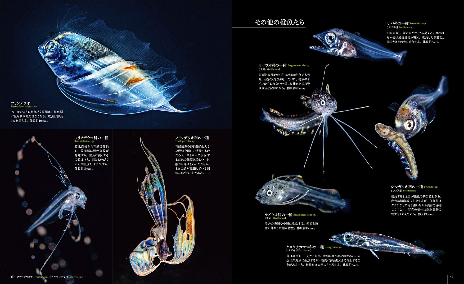 楽天ブックス: 世界で一番美しい 海に浮遊する幼生図鑑 - 稚魚、エビ、カニ、イカ、タコの子どもたちの生態 - 横田 有香子 ...