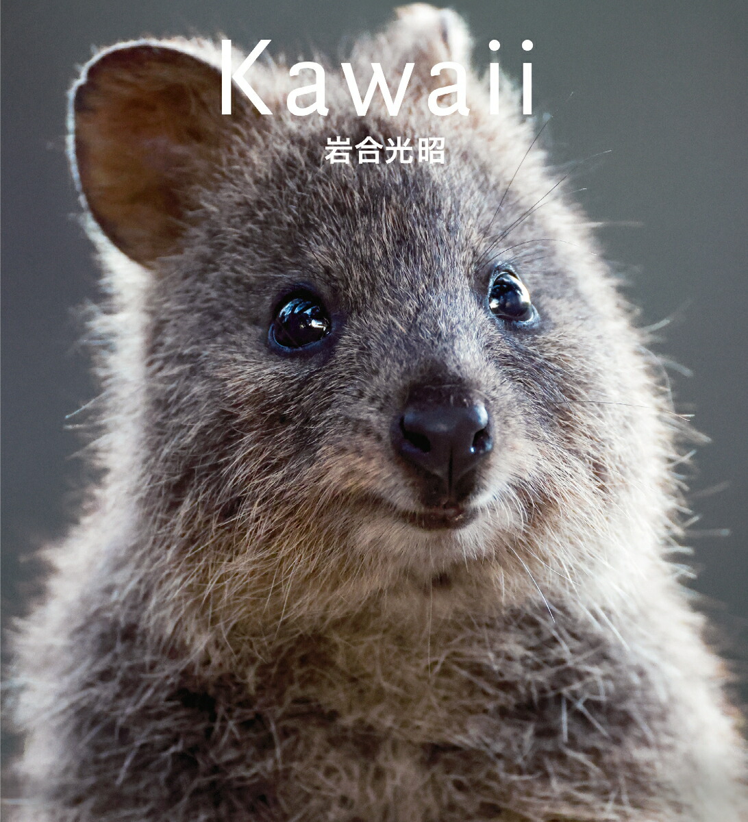 Kawaiiウォンバットクオッカコアラ[岩合光昭]