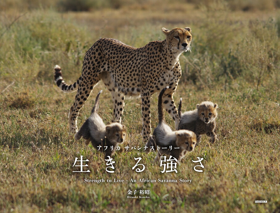 ���եꥫ���Х�ʥ��ȡ��꡼�����붯��[���͵��]