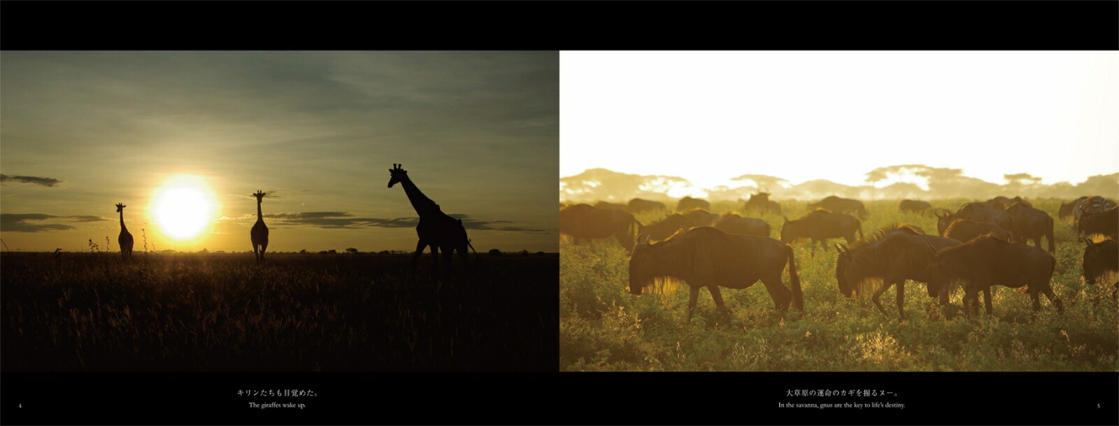 ���եꥫ���Х�ʥ��ȡ��꡼�����붯��[���͵��]