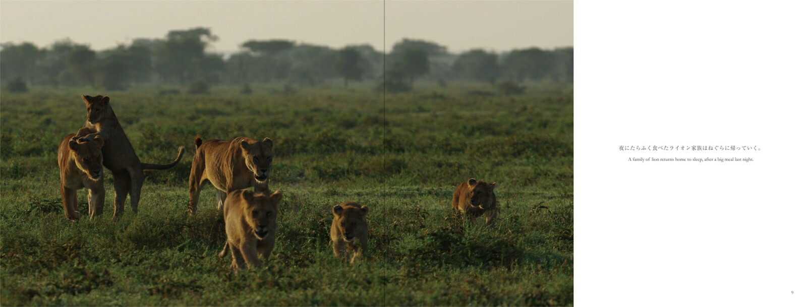 ���եꥫ���Х�ʥ��ȡ��꡼�����붯��[���͵��]