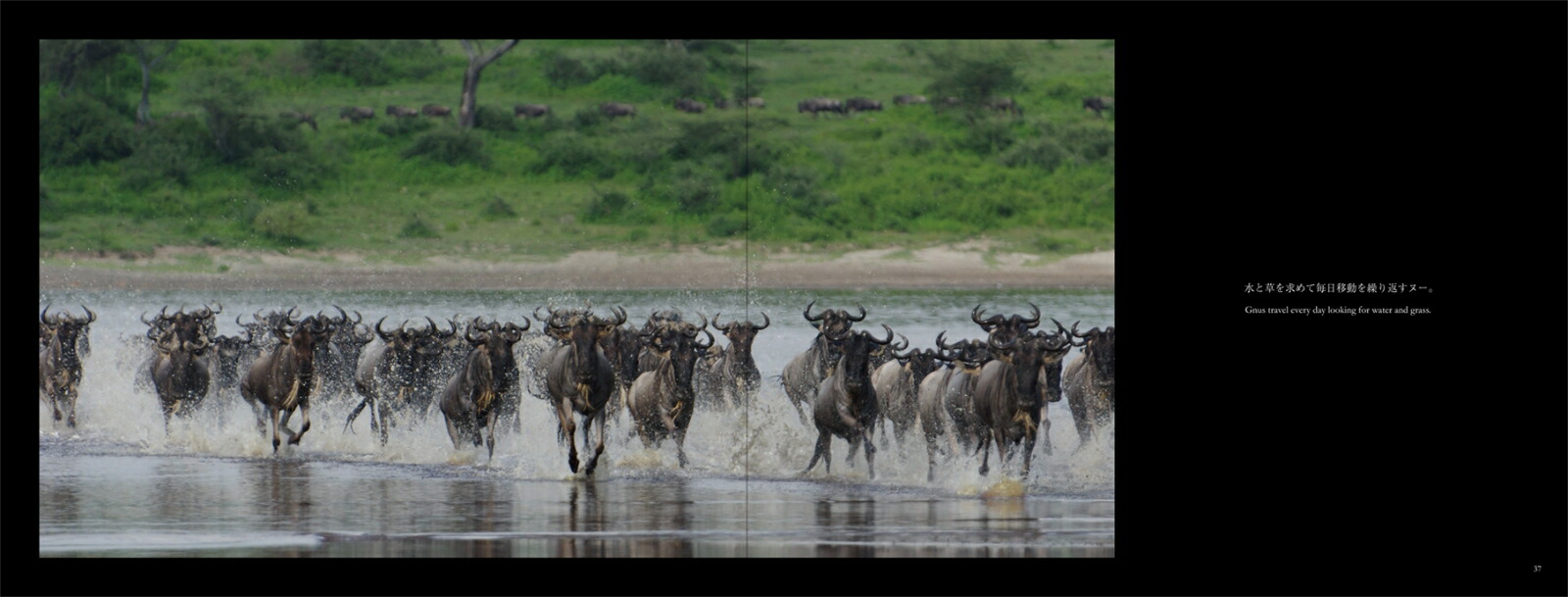 ���եꥫ���Х�ʥ��ȡ��꡼�����붯��[���͵��]