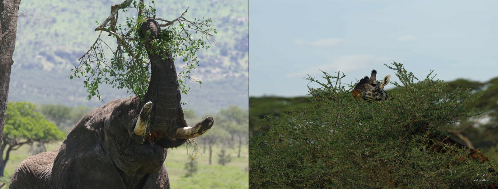 ���եꥫ���Х�ʥ��ȡ��꡼�����붯��[���͵��]