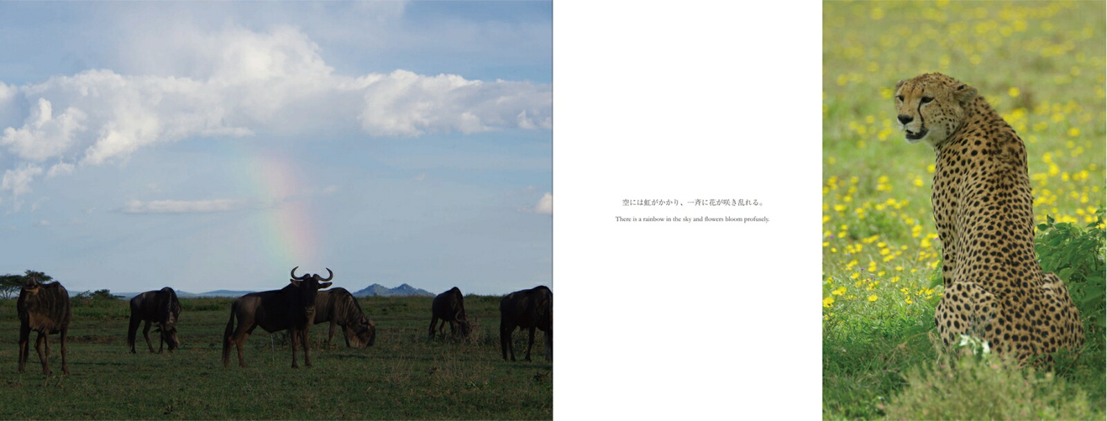 ���եꥫ���Х�ʥ��ȡ��꡼�����붯��[���͵��]