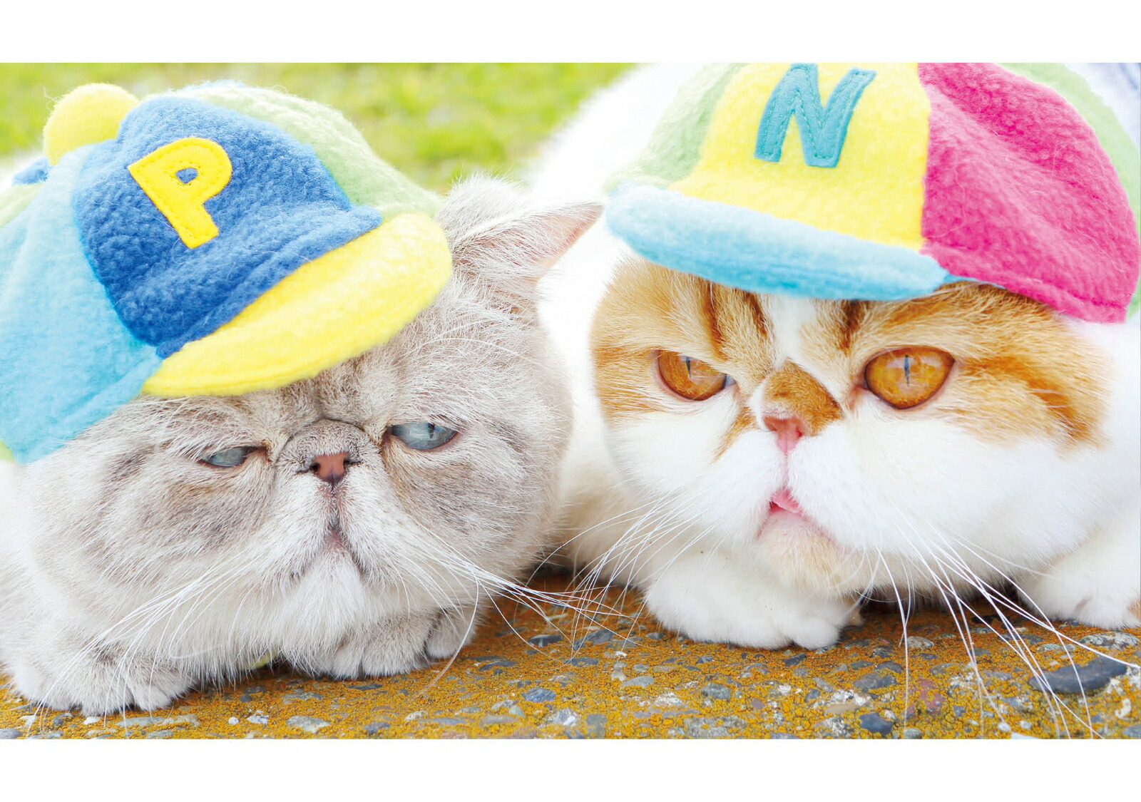 Niko��Poko[Maki]