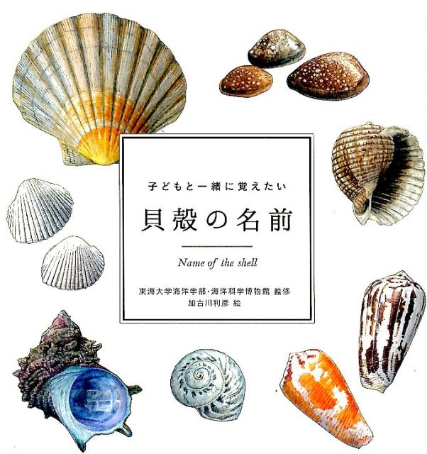 楽天ブックス: 子どもと一緒に覚えたい貝殻の名前 - 東海大学海洋学部博物館 - 9784295403364 : 本