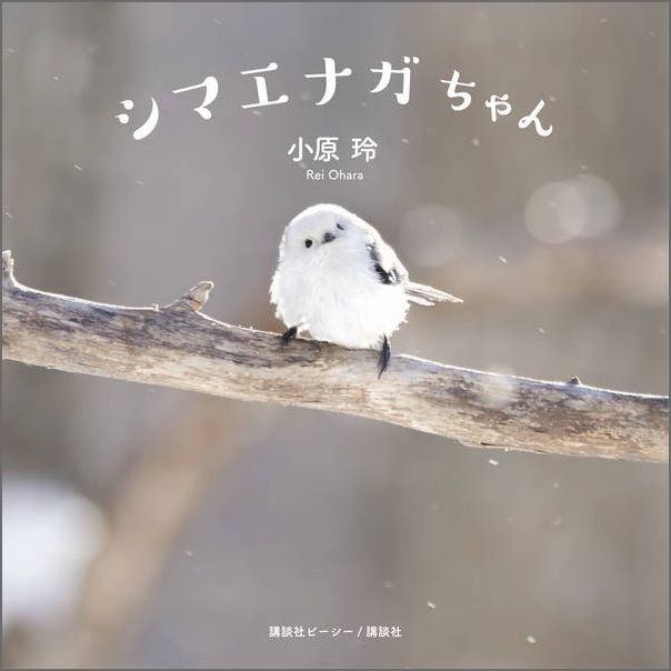 楽天ブックス シマエナガちゃん 小原 玲 本