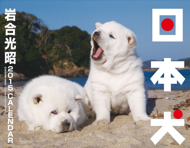 楽天ブックス 日本犬カレンダー 2015 岩合光昭 9784777813407 本