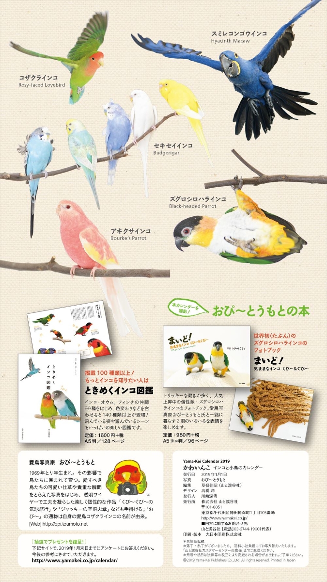 楽天ブックス かわいんこ インコと小鳥のカレンダー 19 本