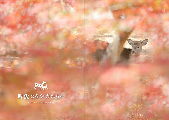 �����������˲񤤤˹Ԥ���-���ɸ���Ǹ��Ĥ��������Τ�������[��ƣ����]