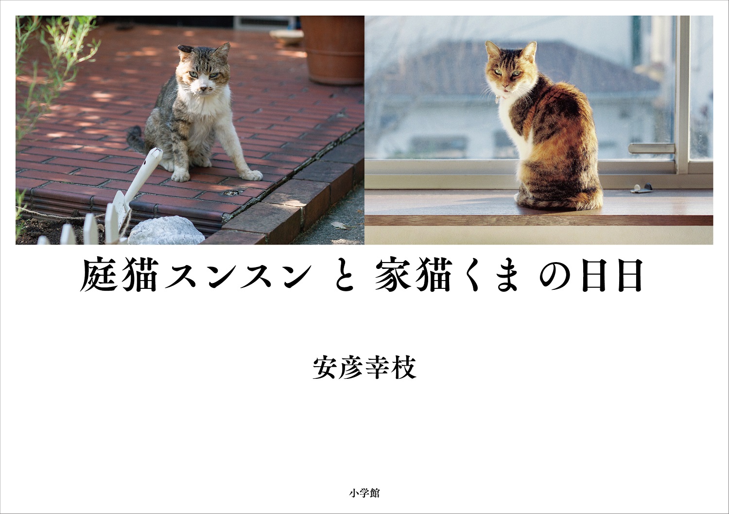 楽天ブックス 庭猫スンスンと家猫くまの日日 安彦 幸枝 本