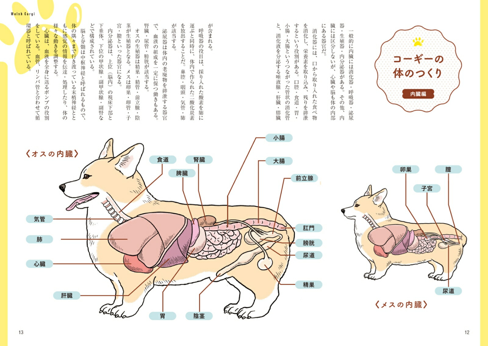 楽天ブックス コーギー版 家庭犬の医学 コーギースタイル編集部 本