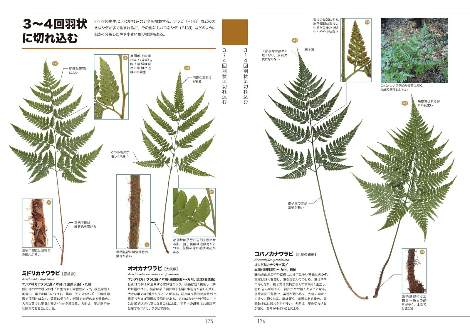 楽天ブックス くらべてわかるシダ 本