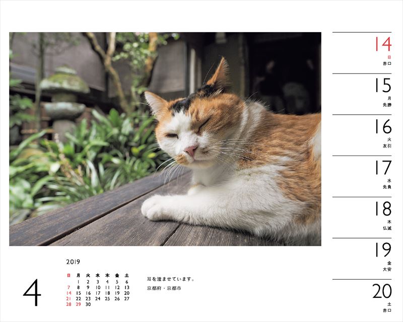 岩合光昭×ねこカレンダー（2019）（［カレンダー］）