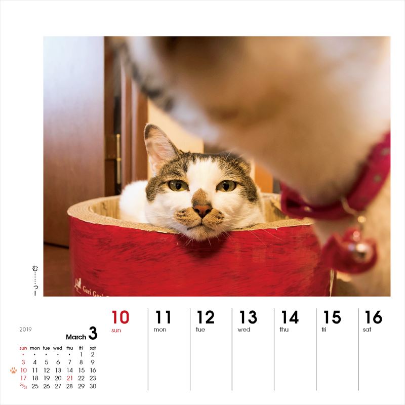 週めくりカレンダーなごみ猫（2019）（［カレンダー］）