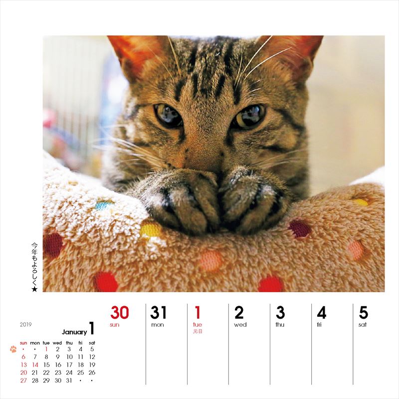 週めくりカレンダーなごみ猫（2019）（［カレンダー］）