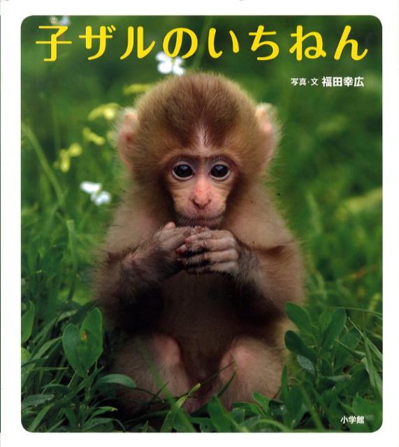 楽天ブックス 子ザルのいちねん 福田幸広 本