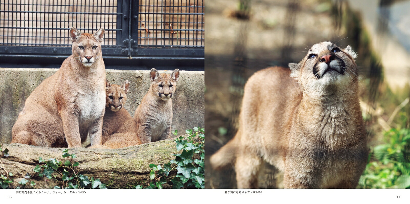 ピューマのかぞく[盛岡市動物公園ZOOMO]