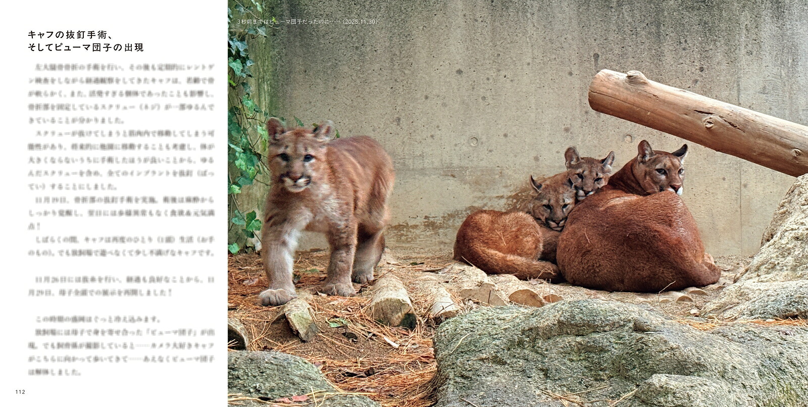 ピューマのかぞく[盛岡市動物公園ZOOMO]