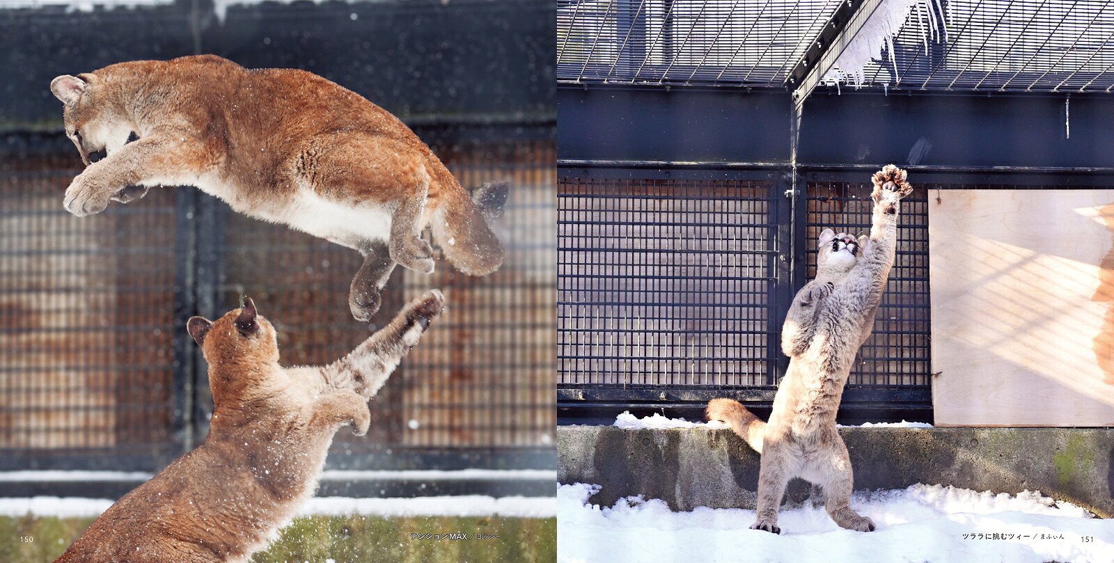 ピューマのかぞく[盛岡市動物公園ZOOMO]